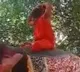 Baba Ramdev Slipped From the Elephant Video
