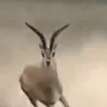 Cheetah chases gazelle in incredible viral video