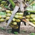 Coconut Veraity that gives above 100 Coconuts in 2 Feet High