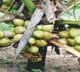 Coconut Veraity that gives above 100 Coconuts in 2 Feet High
