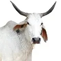 Murder in Kanpur For Chasing Cow
