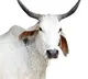 Murder in Kanpur For Chasing Cow