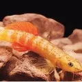 tejas thackeray find new fish