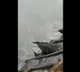 Bird caught a fish using bait like humans