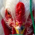 Maharashtra confirms bird flu 800 chickens found dead
