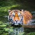 Tiger kills girl in kumaram Bheem Asifabad district