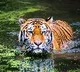 Tiger kills girl in kumaram Bheem Asifabad district