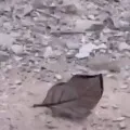 butterfly video goes viral