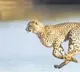 Cheeta on Tirupati Roads