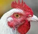 Chicken rate hiked to Rs 260 in Telangana