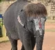 Elephant grabs attention with a unique hair style