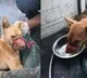 Dog with tape wound tight around its mouth for almost two weeks rescued in Kerala