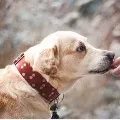 Pet dog helps drunken owner