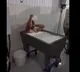 Turkish milk dairy worker baths with milk arrested