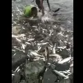 Huge number of fishes stranded at Sundilla Barrage in Manchiryal district