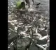 Huge number of fishes stranded at Sundilla Barrage in Manchiryal district