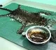 Leopard killed and cooked for a feast in Kerala