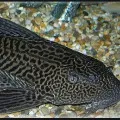 Rare fish caught by a fisherman in Khammam district