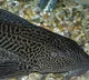 Rare fish caught by a fisherman in Khammam district