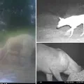 Gachibowli IT Corridor leopard issue solved