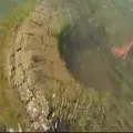 500 ysr old temple submerged in Mahanadi river found
