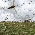 Locusts Coming Towards Telangana