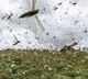 Locusts Coming Towards Telangana
