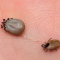China suffered with ticks borne virus