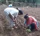 YSRCP MP Madhavi Busy With Farming