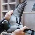 Belgian Racing Pigeon New Kim Sold For over Rs 14 crore
