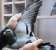 Belgian Racing Pigeon New Kim Sold For over Rs 14 crore