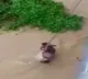 Arunachal Pradesh Police and East Siang District Disaster Management Agency rescue a couple