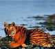 Tiger from Kaziranga National Park rested in a goat shed