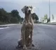 dog dragged by chain