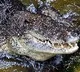 Australian man fights off crocodile to survive attack