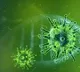 Corona virus may enters into brains through nasal way