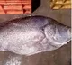 Telia Bhekti fish gets huge price in auction