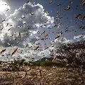Telangana CS held meeting with district officials to discuss on locust problem