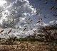 Telangana CS held meeting with district officials to discuss on locust problem