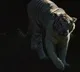 villagers kills tiger