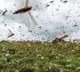 Locust swarm travelling towards Madhya Pradesh and Jharkhand