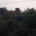 Tiger kills two tribes as hunt continues