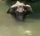 javadekar on elephant death