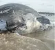 Dead whale washes up at Mandarmani sea beach