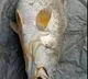 Woman gets more money with a single huge fish