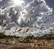 DGCA issues alert to all airlines about locust swarm