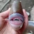 Sea Creature With Human Like Features Baffles Twitter