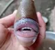 Sea Creature With Human Like Features Baffles Twitter