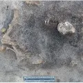 Dog from mid stone age found by Swedish archaeologists