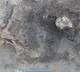 Dog from mid stone age found by Swedish archaeologists
